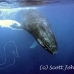 whale_humpback_h_00194_dom3593.jpg